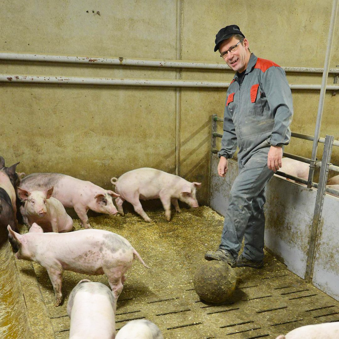 Johan Backlund med en stimulansboll i grisboxen. Grisarna gillar också tuggleksaker, och att böka i sågspån. Johan Backlund med en stimulansboll i grisboxen. Grisarna gillar också tuggleksaker, och att böka i sågspån.